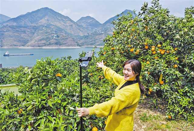 探寻九日直播之旅，跨越时空的直播盛宴体验